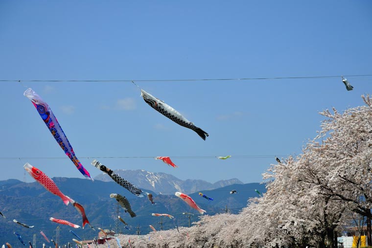相川鯉のぼり一斉遊泳